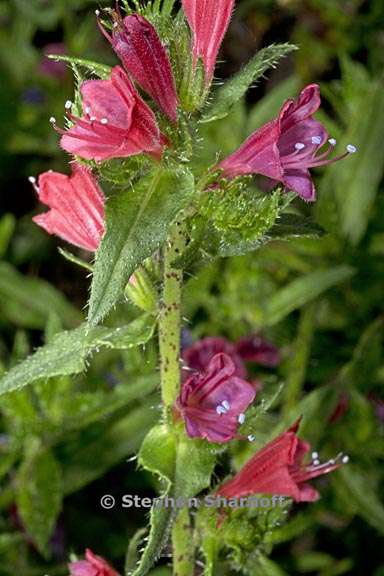 echium tuburculatum 1 graphic